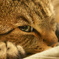 CAT'S EYE