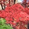 紅色