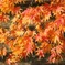 黄色と紅色