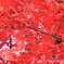 紅色に染まる