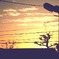 夕日
