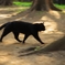 黒猫のウォーキング