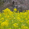 菜の花と桜のつぼみ