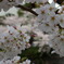 満開の桜