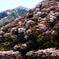 山中の春