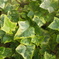 Ivy [1]