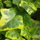 Ivy [2]