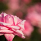 秋の薔薇とボケ