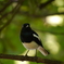 野生鳥