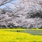 桜と菜の花