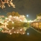夜桜