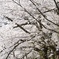 桜並木