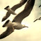 Larus canus