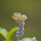 紫花と蝶
