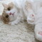 Lovely Cat