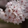 桜１