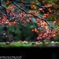 Rain autumnal leaves☆