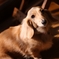 わんこのにいな