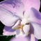 蘭の花