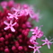 purple star