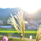 夕暮れ時のすすき