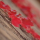 autumn red・・・