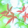 緑の中の紅