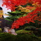 古刹に輝けり(2010/11撮影　京都　圓光寺）