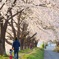 ピンクの散歩道♪