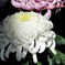 菊