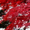 昼間の紅葉