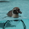 ペンギン