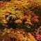 角館の紅葉