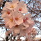 夕日桜