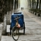 自転車とポプラ並木