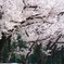 満開