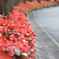花のある路