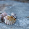 photo_1485976