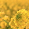 photo_1485980