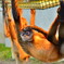 猿
