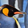 ペンギン