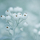 Snow white