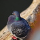 鳩胸の親分