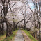 桜路
