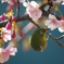 河津のめじろ