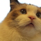 ねこ