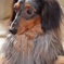 ナルシストな愛犬