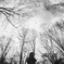 Dead tree
