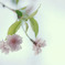 淡麗桜