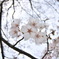 桜、魚